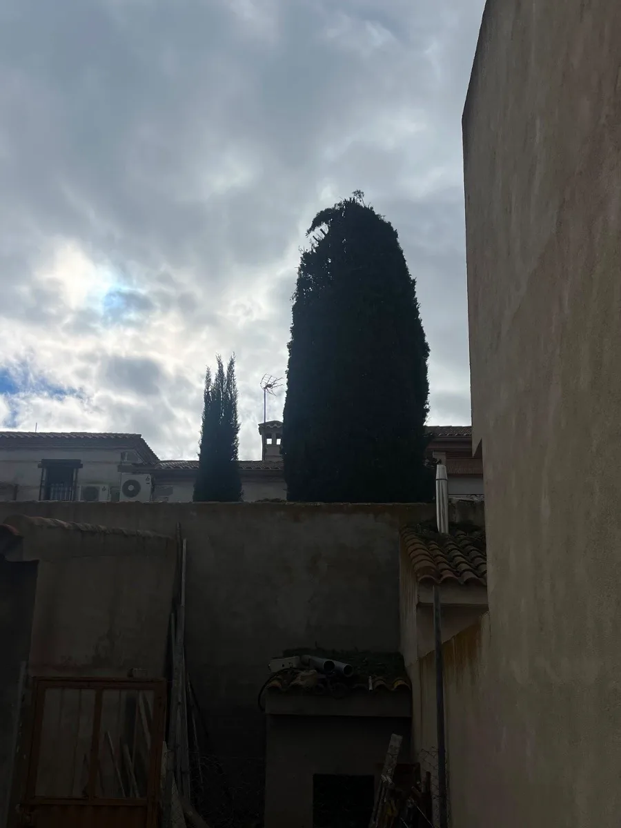El mismo ciprés recortado y contenido después de la poda