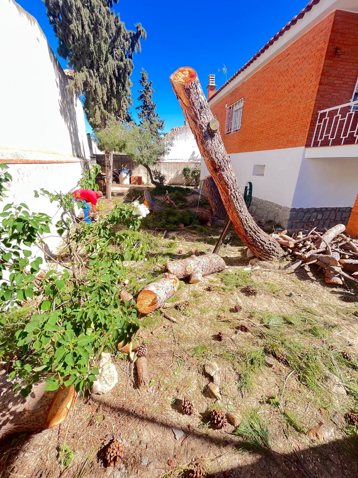 Tala de un pino en el jardín de un chalet, con el tronco troceado